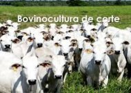 Autor do blog MV AGROPECUÁRIA DE CORTE